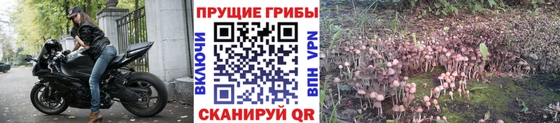 Купить закладки Углегорск Галлюциногенные грибы Cubensis
